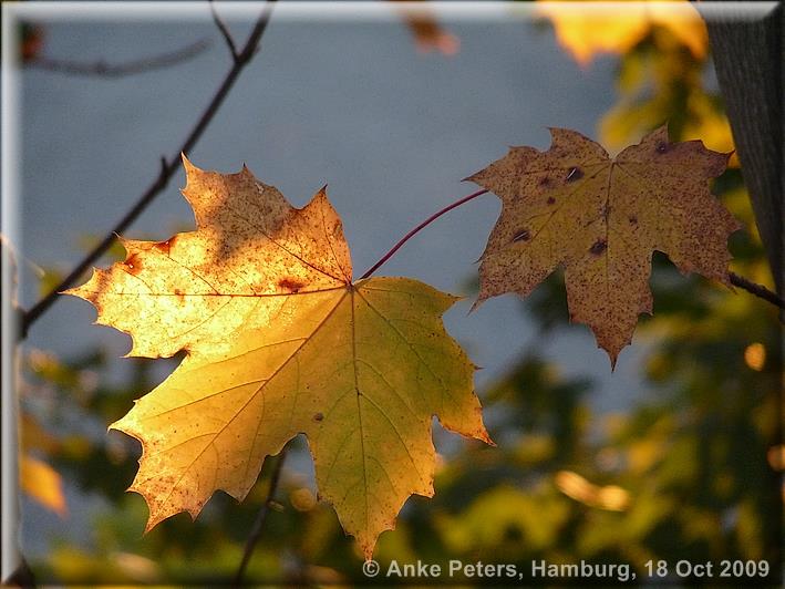 Aumühle 18.10.2009