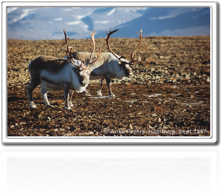 Svalbard