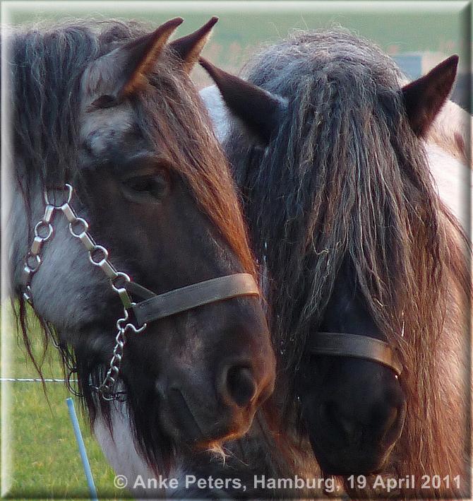 Schiermonnikoog 3  19.4.2011