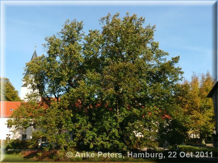 Kaiser-Lothar-Linde