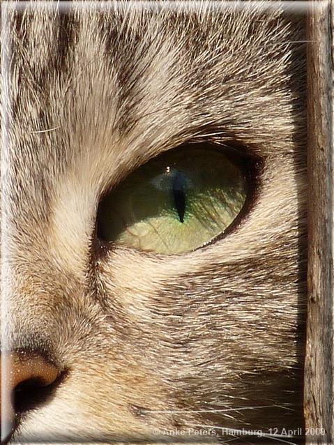 Under Observation