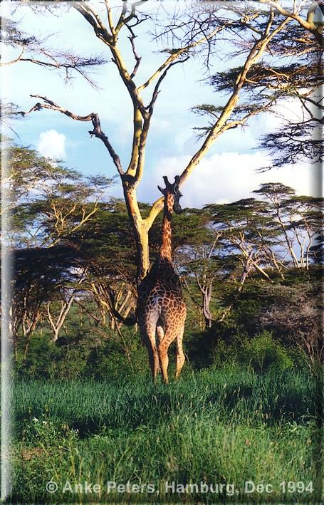 Africa