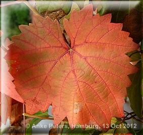Autumn Paint Pot